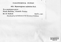Hymenogaster zeylanicus image
